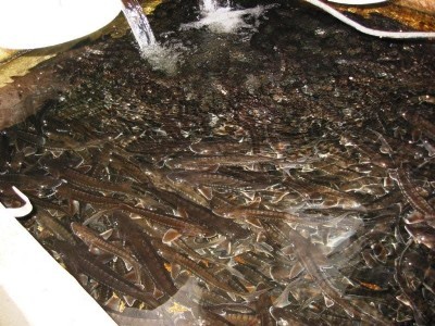 California Sturgeon Program California Sturgeon Program