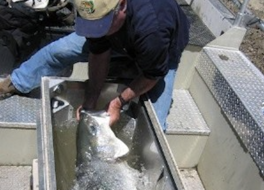 Coos River Oregon Striped Bass Enhancement 1 Coos River Oregon Striped Bass Enhancement 1