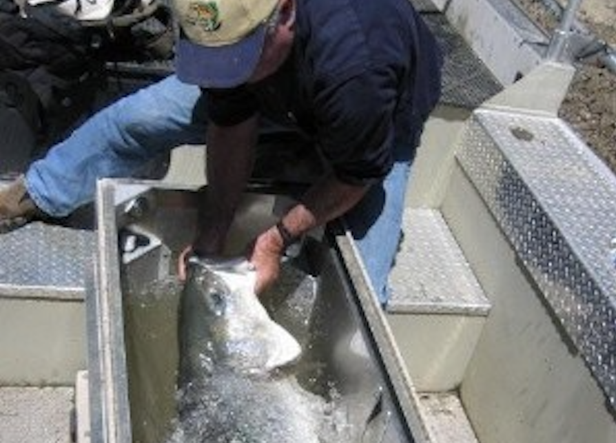 Coos River Oregon Striped Bass Enhancement 1