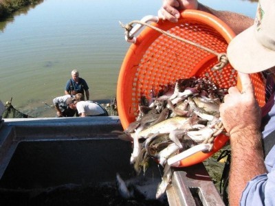 Duckwater Fisheries