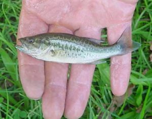 Largemouth Bass